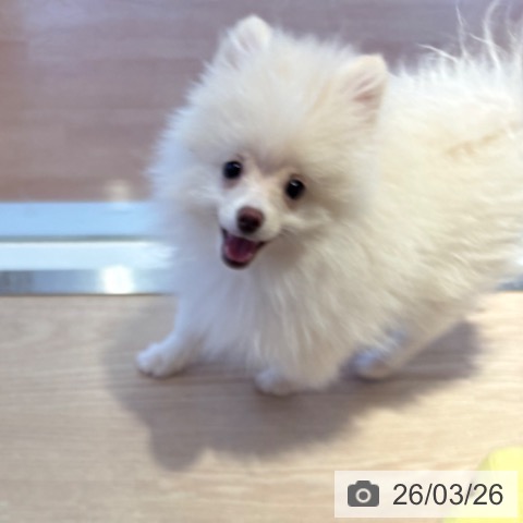 和歌山県のポメラニアン (ペットプラス 和歌山店/2025年12月17日生まれ/男の子/クリーム)の子犬の4枚目の画像