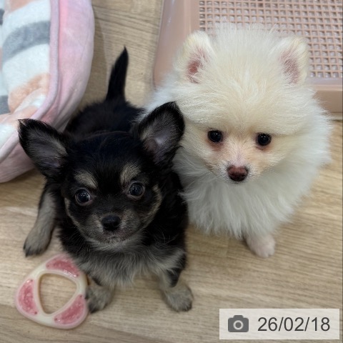 大阪府のポメラニアン (ペットプラス 堺北花田店/2025年12月17日生まれ/男の子/クリーム)の子犬の3枚目の画像