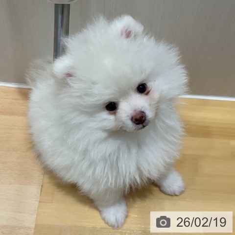 奈良県のポメラニアン (ペットプラス 大和郡山店/2025年12月17日生まれ/男の子/クリーム)の子犬の3枚目の画像