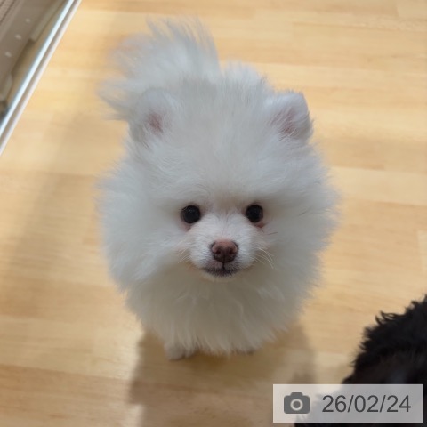 奈良県のポメラニアン (ペットプラス 大和郡山店/2025年12月17日生まれ/男の子/クリーム)の子犬の3枚目の画像