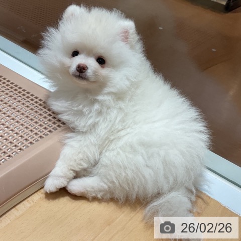 奈良県のポメラニアン (ペットプラス 大和郡山店/2025年12月17日生まれ/男の子/クリーム)の子犬の3枚目の画像