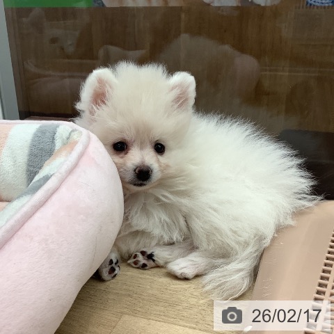大阪府のポメラニアン (ペットプラス りんくう泉南店/2025年12月17日生まれ/女の子/クリーム)の子犬の4枚目の画像