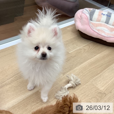 大阪府のポメラニアン (ペットプラス りんくう泉南店/2025年12月17日生まれ/女の子/クリーム)の子犬の4枚目の画像