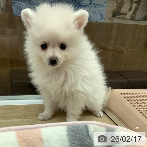 大阪府のポメラニアン (ペットプラス りんくう泉南店/2025年12月17日生まれ/女の子/クリーム)の子犬の3枚目の画像
