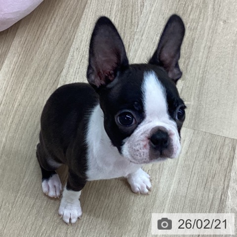 新潟県のボストンテリア (ペットプラス 新潟南店/2025年12月8日生まれ/女の子/ボストンカラー)の子犬の4枚目の画像