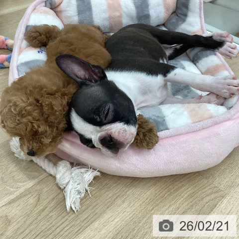 新潟県のボストンテリア (ペットプラス 新潟南店/2025年12月8日生まれ/女の子/ボストンカラー)の子犬の3枚目の画像