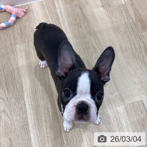 新潟県のボストンテリア (ペットプラス 新潟南店/2025年12月8日生まれ/女の子/ボストンカラー)の子犬の4枚目の画像