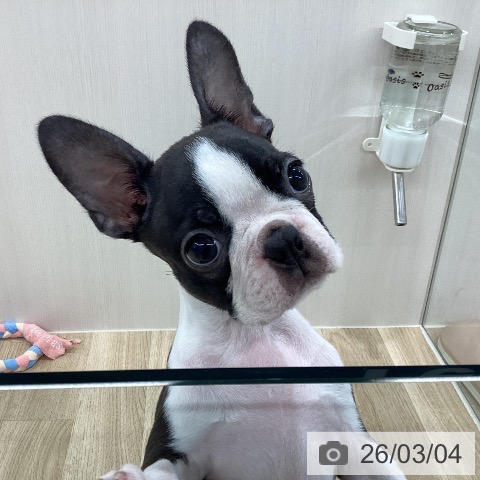 新潟県のボストンテリア (ペットプラス 新潟南店/2025年12月8日生まれ/女の子/ボストンカラー)の子犬の3枚目の画像