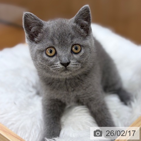 ブリティッシュロングヘアの写真