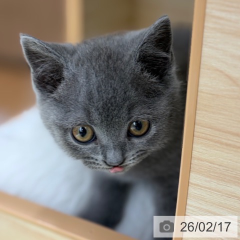 ブリティッシュロングヘアの写真