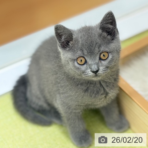 ブリティッシュロングヘアの写真