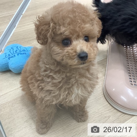 トイ・プードルの写真