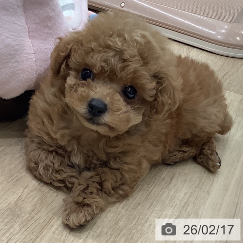 トイ・プードルの写真