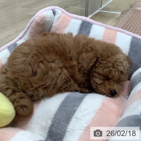 大阪府のトイプードル(トイ) (ペットプラス 鶴見店/2025年12月18日生まれ/男の子/レッドフォーン)の子犬の3枚目の画像