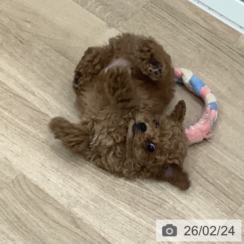 大阪府のトイプードル(トイ) (ペットプラス 鶴見店/2025年12月18日生まれ/男の子/レッドフォーン)の子犬の4枚目の画像