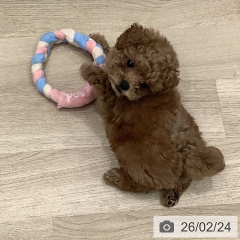大阪府のトイプードル(トイ) (ペットプラス 鶴見店/2025年12月18日生まれ/男の子/レッドフォーン)の子犬の3枚目の画像