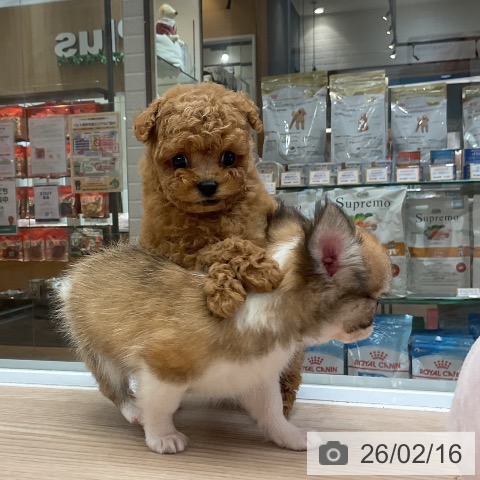 トイ・プードルの写真