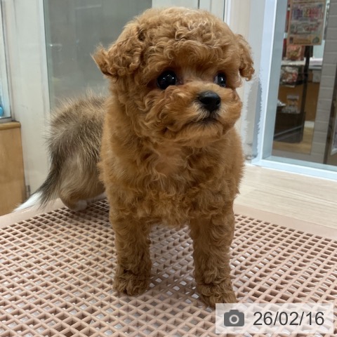 トイ・プードルの写真