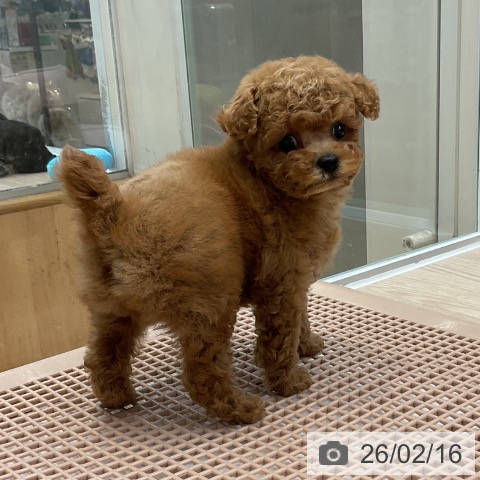 トイ・プードルの写真