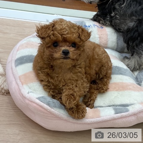 大阪府のトイプードル(トイ) (ペットプラス ららぽーと和泉店/2025年12月18日生まれ/男の子/レッドフォーン)の子犬の3枚目の画像