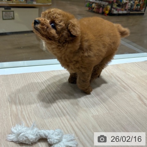 トイ・プードルの写真