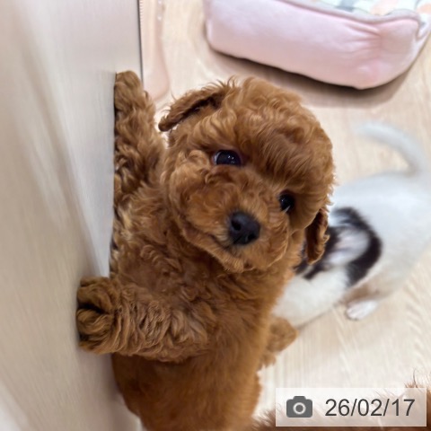 トイ・プードルの写真