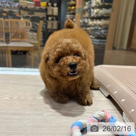 トイ・プードルの写真