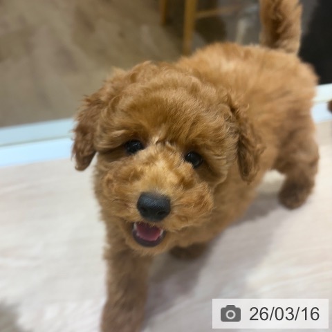 トイ・プードルの写真