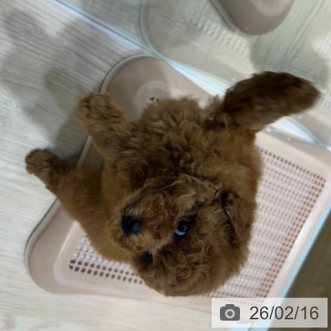 大阪府のトイプードル(トイ) (ペットプラス 堺鉄砲町店/2025年12月18日生まれ/男の子/レッドフォーン)の子犬の4枚目の画像