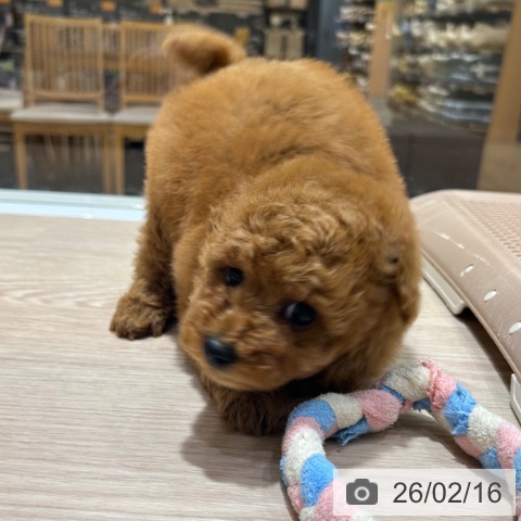 トイ・プードルの写真