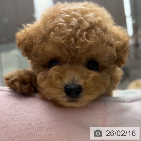 京都府のトイプードル(トイ) (ペットプラス 京都桂川店/2025年12月18日生まれ/男の子/レッドフォーン)の子犬の4枚目の画像