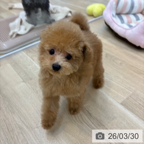 京都府のトイプードル(トイ) (ペットプラス 久御山店/2025年12月18日生まれ/男の子/レッドフォーン)の子犬の3枚目の画像