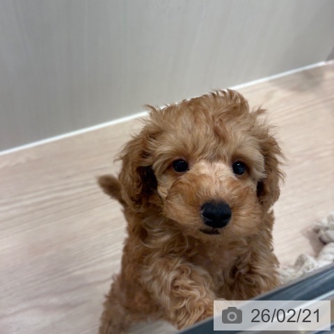 和歌山県のトイプードル(トイ) (ペットプラス 和歌山店/2025年12月11日生まれ/男の子/レッド)の子犬の4枚目の画像