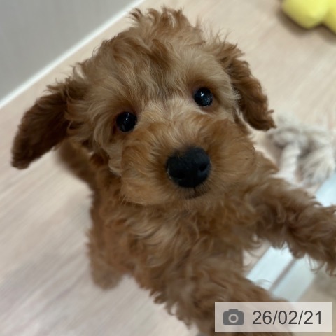 和歌山県のトイプードル(トイ) (ペットプラス 和歌山店/2025年12月11日生まれ/男の子/レッド)の子犬の3枚目の画像