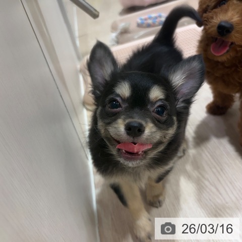 大阪府のチワワ(ロング) (ペットプラス 堺鉄砲町店/2025年12月11日生まれ/女の子/ブラッククリーム)の子犬の4枚目の画像