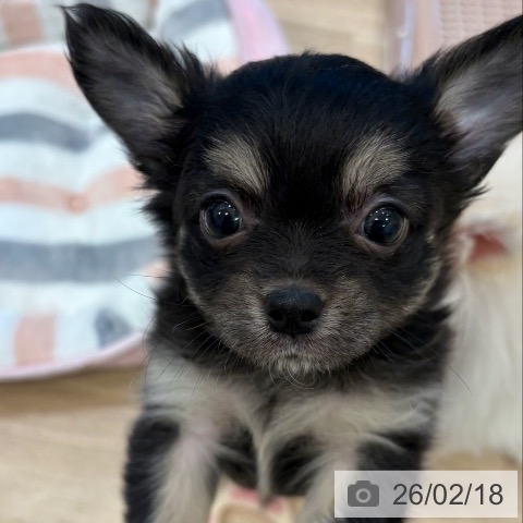 大阪府のチワワ(ロング) (ペットプラス 堺北花田店/2025年12月11日生まれ/女の子/ブラッククリーム)の子犬の3枚目の画像