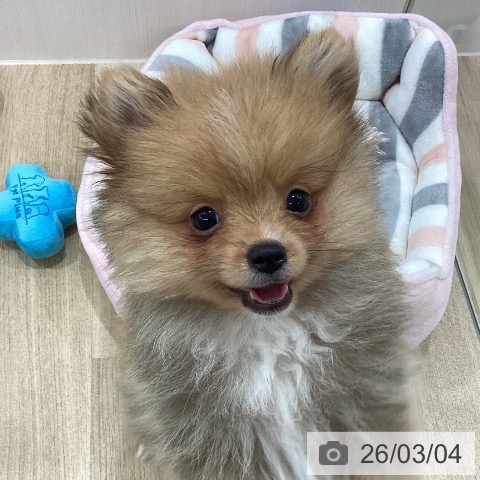 新潟県のポメラニアン (ペットプラス 新潟南店/2025年12月17日生まれ/男の子/オレンジ)の子犬の4枚目の画像