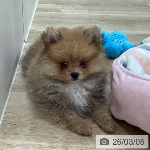 新潟県のポメラニアン (ペットプラス 新潟南店/2025年12月17日生まれ/男の子/オレンジ)の子犬の3枚目の画像