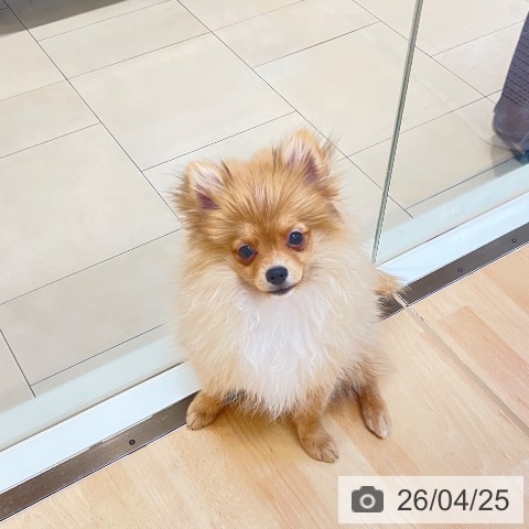 新潟県のポメラニアン (ペットプラス 新潟青山店/2025年12月17日生まれ/男の子/オレンジ)の子犬の4枚目の画像