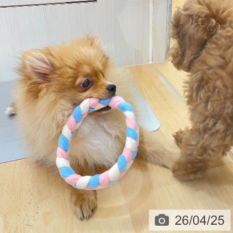 新潟県のポメラニアン (ペットプラス 新潟青山店/2025年12月17日生まれ/男の子/オレンジ)の子犬の3枚目の画像