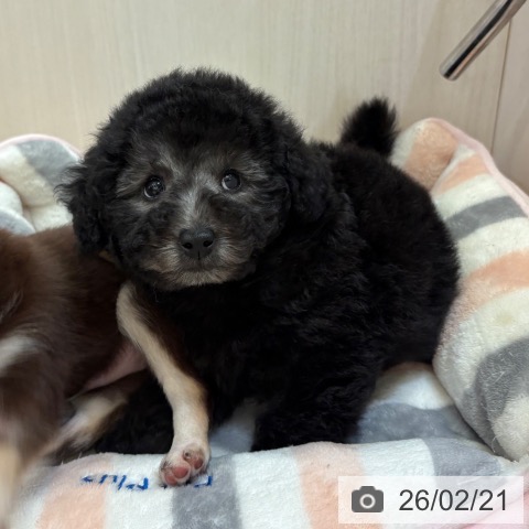 トイ・プードルの写真