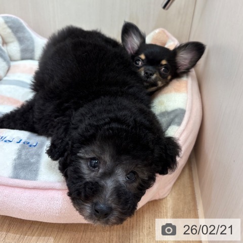 トイ・プードルの写真