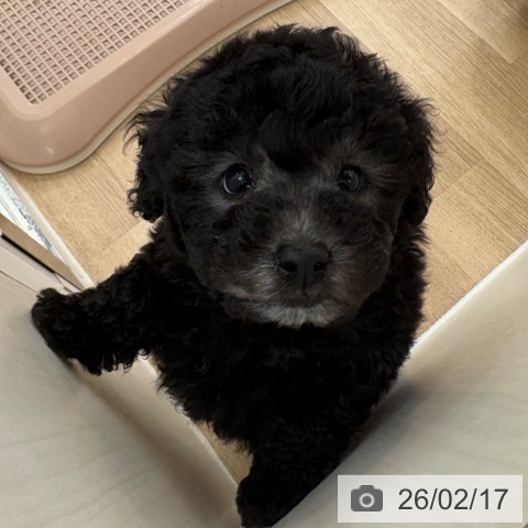 トイ・プードルの写真