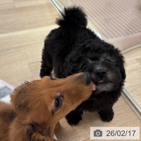 トイ・プードルの写真