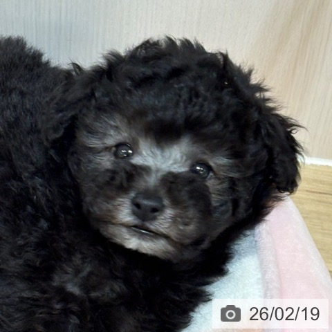 京都府のトイプードル(トイ) (ペットプラス イオンモールKYOTO店/2025年12月17日生まれ/男の子/シルバー)の子犬の4枚目の画像