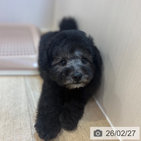 京都府のトイプードル(トイ) (ペットプラス イオンモールKYOTO店/2025年12月17日生まれ/男の子/シルバー)の子犬の4枚目の画像