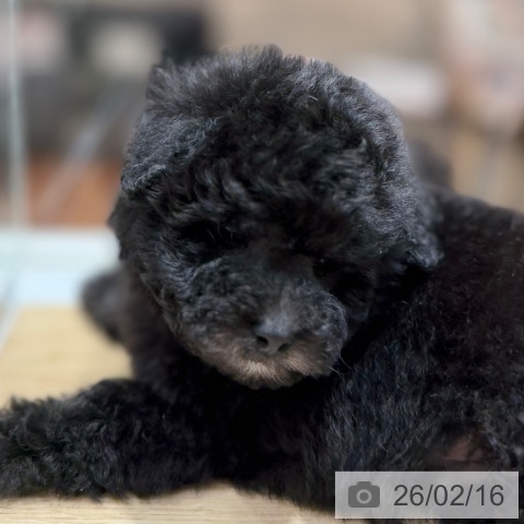 トイ・プードルの写真