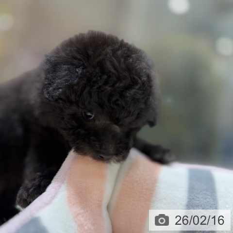 大阪府のトイプードル(トイ) (ペットプラス 四條畷店/2025年12月17日生まれ/男の子/シルバー)の子犬の4枚目の画像