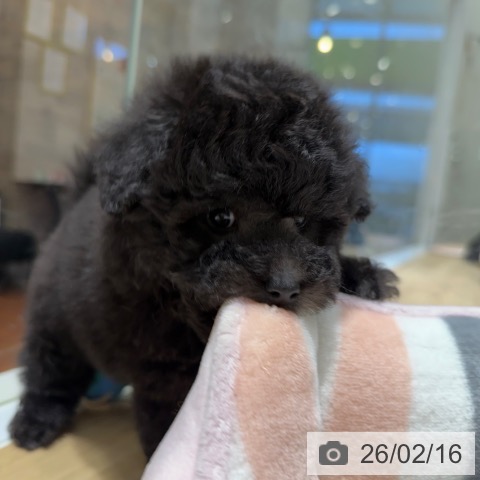 大阪府のトイプードル(トイ) (ペットプラス 四條畷店/2025年12月17日生まれ/男の子/シルバー)の子犬の3枚目の画像