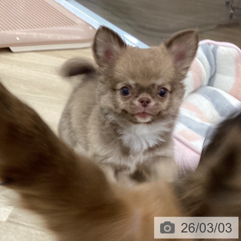 大阪府のチワワ(ロング) (ペットプラス りんくう泉南店/2025年12月18日生まれ/男の子/チョコレートフォーンホワイト)の子犬の4枚目の画像